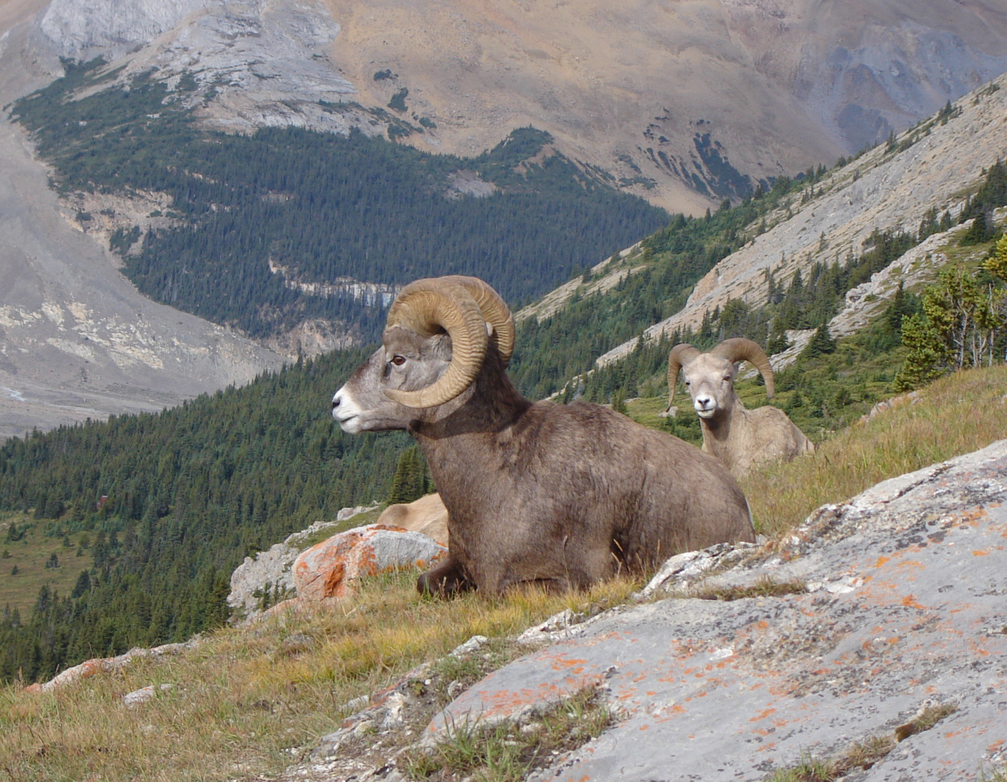 Two bighorn sheep sit in Wilcox Pass in Jasper National Park, Alberta, behind them a forest of evergreens with a mountain rising in the distance.